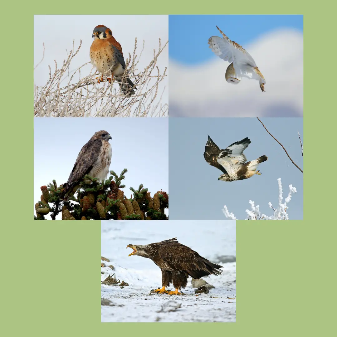 Jerry Liguori Raptor Greeting Cards (10 Pack) 1