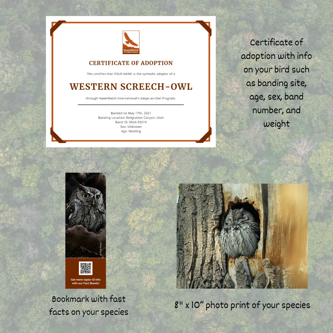 Western Screech-Owl 2