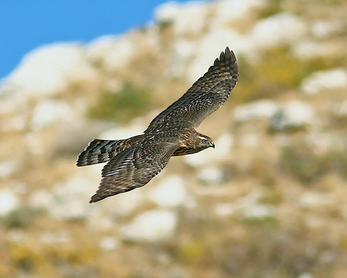 American Goshawk 1