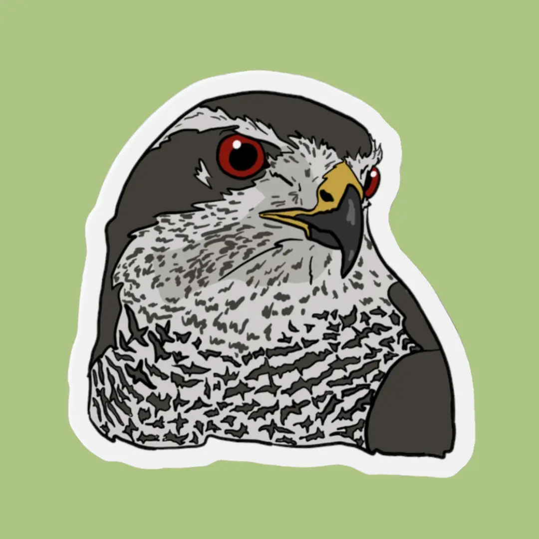 American Goshawk Magnet 1