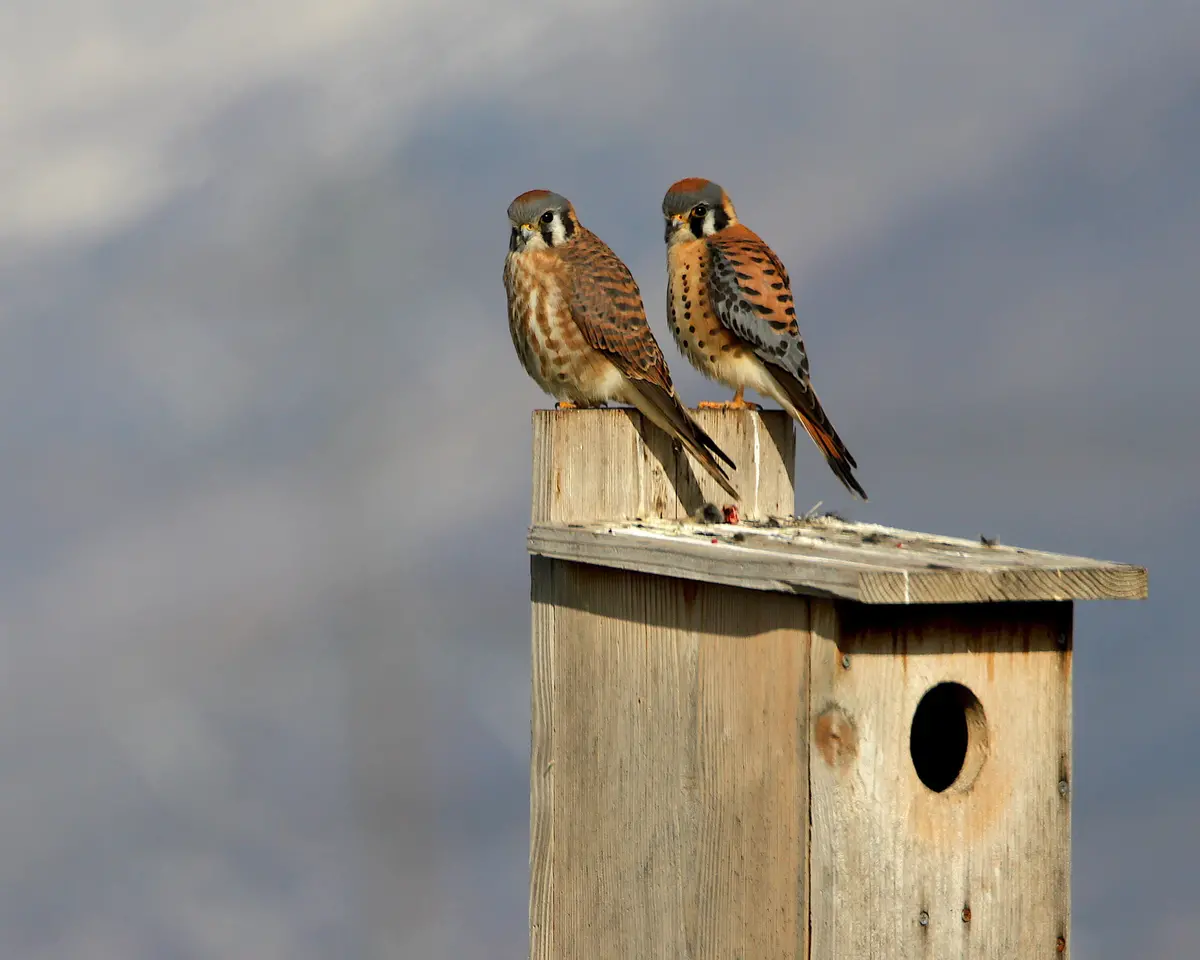 American Kestrel 1