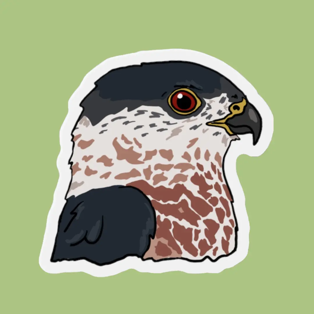 Cooper's Hawk Magnet 1