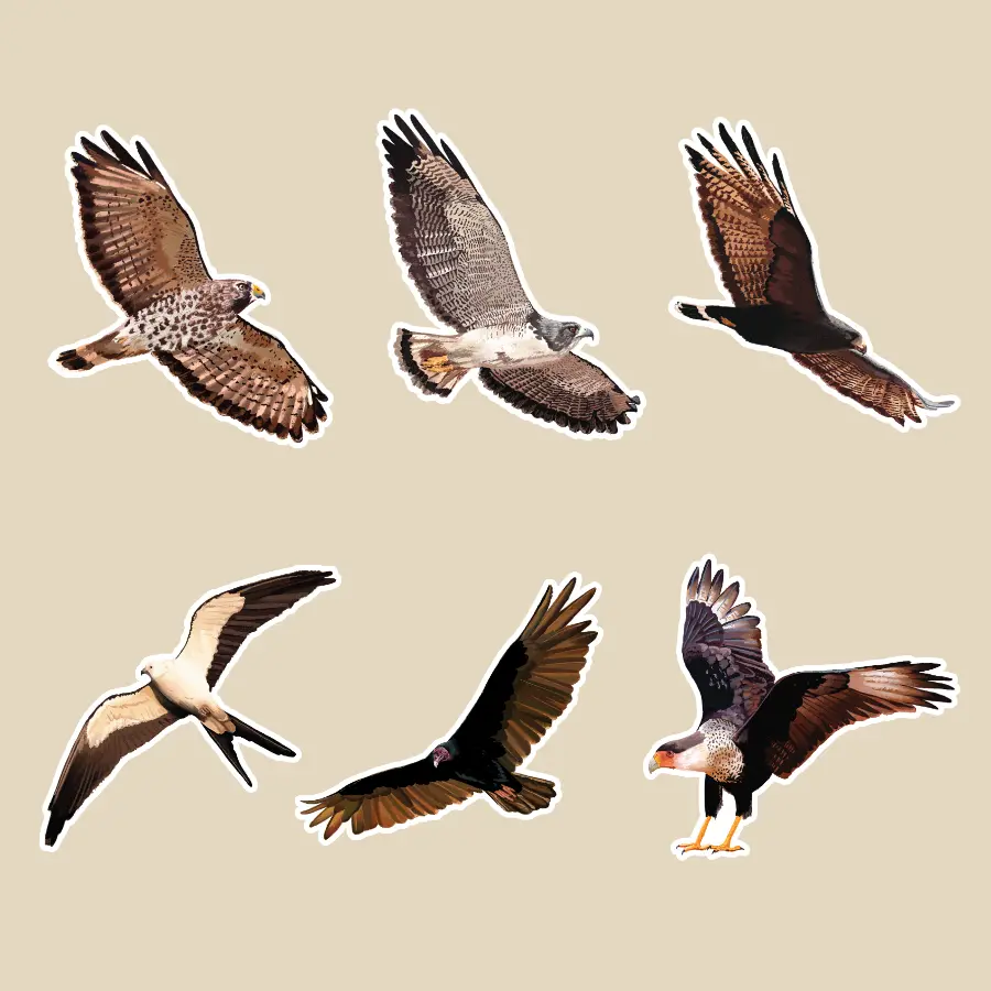 Raptors Of Texas Sticker Pack 1