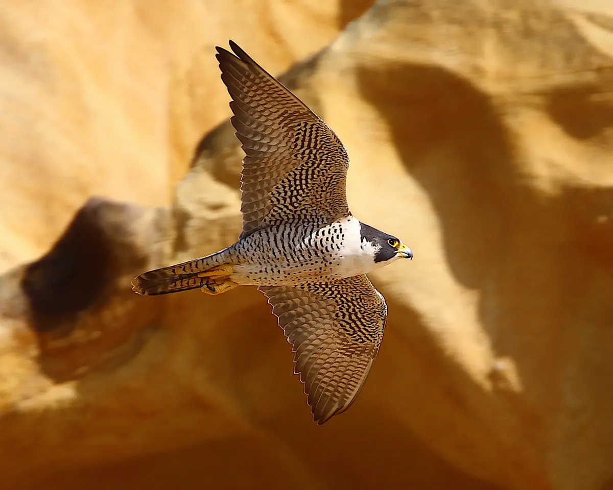Peregrine Falcon 1