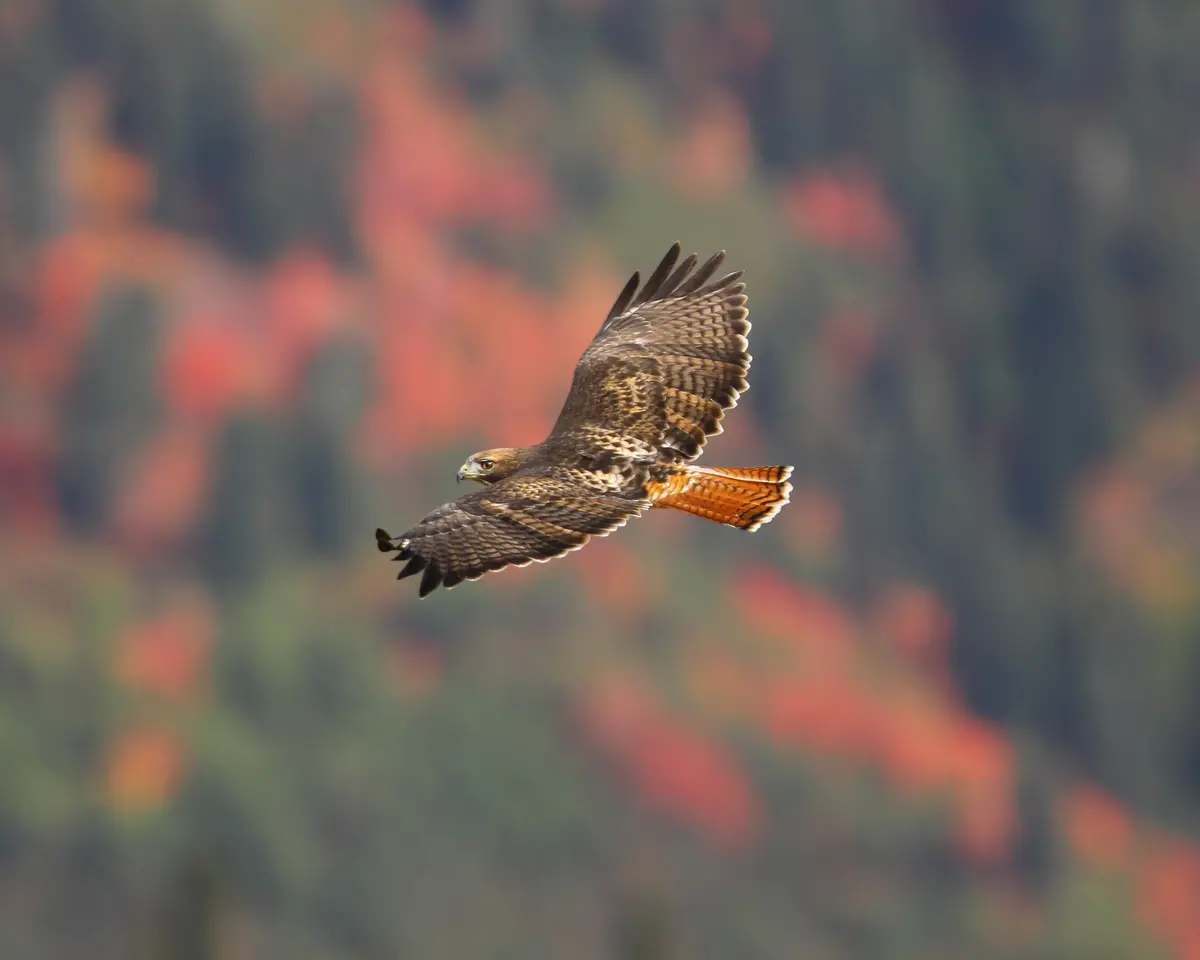 Red-Tailed Hawk 1