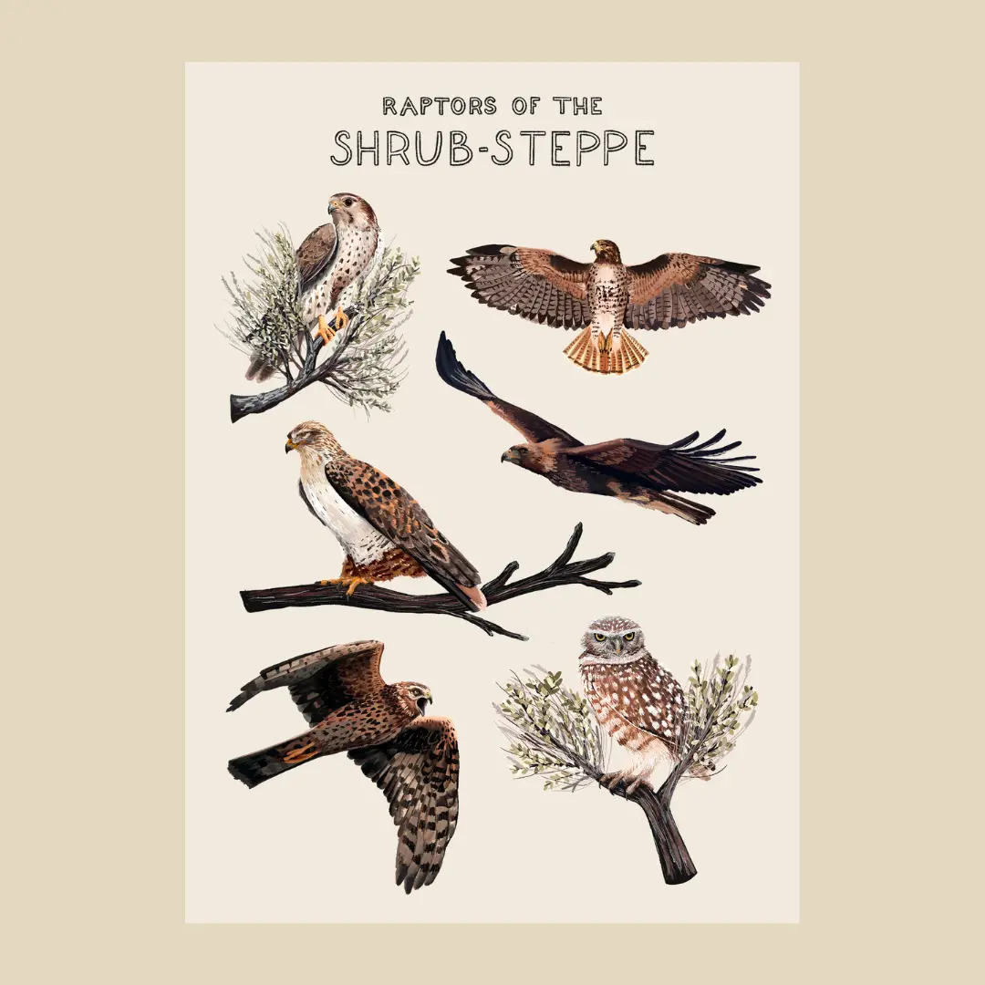 Raptors Of The Shrub-Steppe Sticker Sheet 1