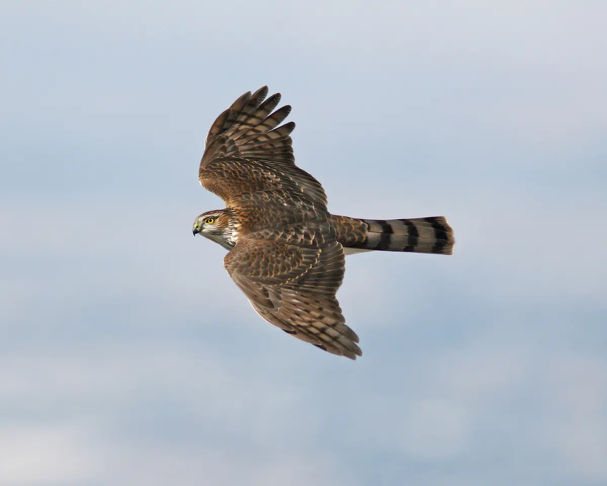 Sharp-Shinned Hawk 1