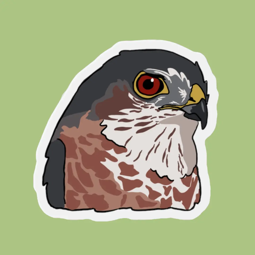 Sharp-Shinned Hawk Magnet 1