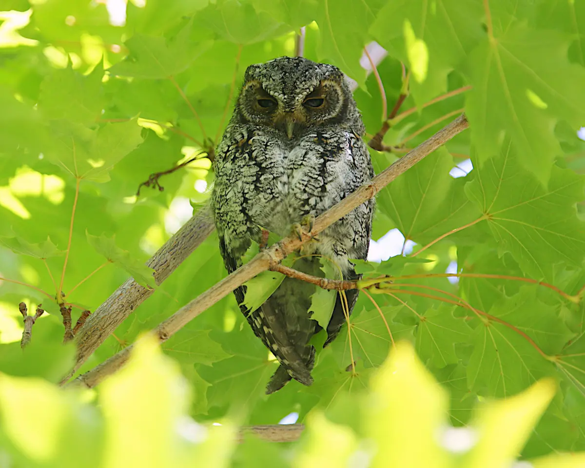 Flammulated Owl 1