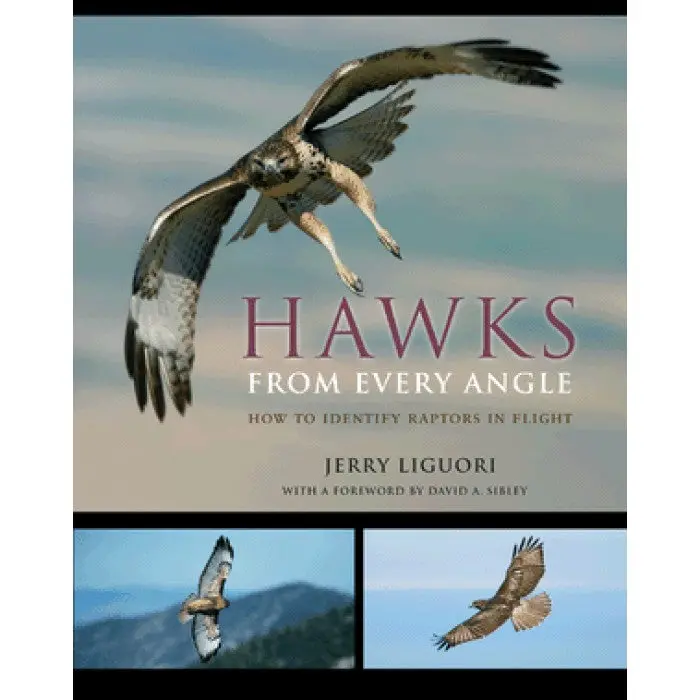 Hawks From Every Angle 1