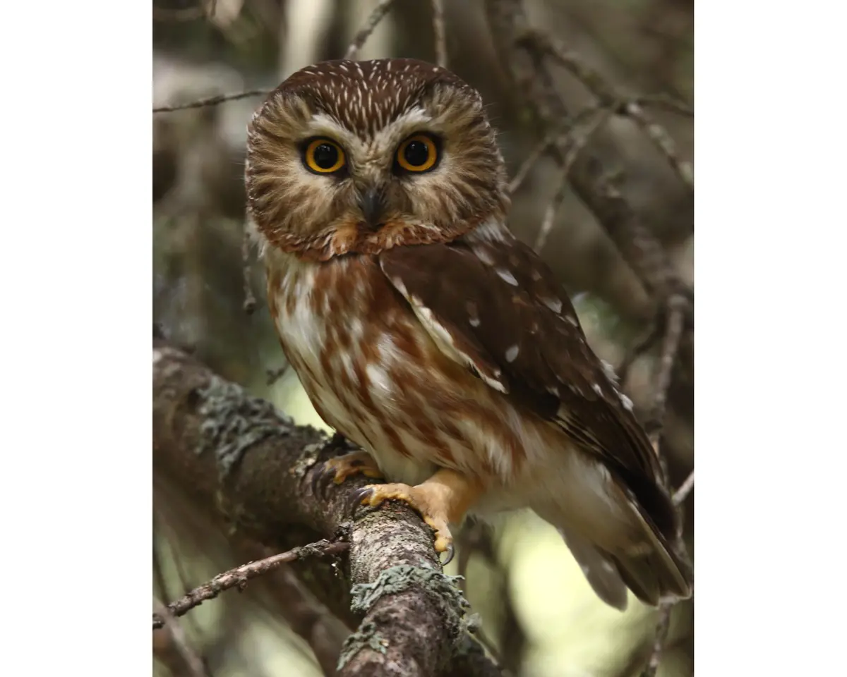 Northern Saw-Whet Owl 1