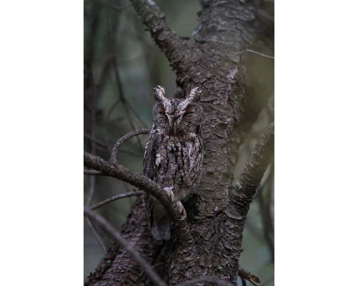 Whiskered Screech-Owl 1